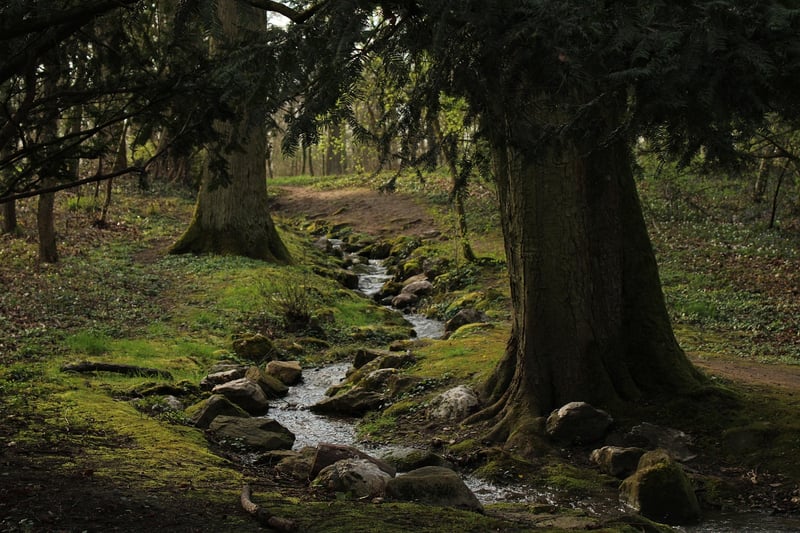 Elves and fairies